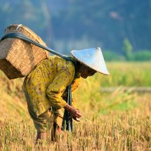 Penyebab Kesenjangan Petani Indonesia