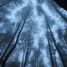 Panorama Wisata Hutan Pinus Bulu Tanah