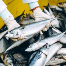 China Larang Ekspor Ikan Indonesia, KKP Klarifikasi