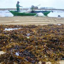 Upaya riset terhadap pengembangan kebermanfaatan komoditi rumput laut terus menerus dikembangkan.