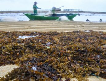 Upaya riset terhadap pengembangan kebermanfaatan komoditi rumput laut terus menerus dikembangkan.