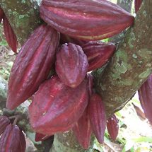 CSP Komitmen Tingkatkan Produktivitas Kakao Nasional