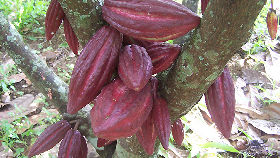 CSP Komitmen Tingkatkan Produktivitas Kakao Nasional