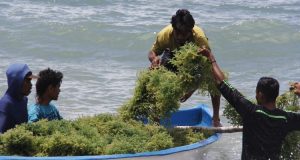 Strategi KKP Tingkatkan Produksi Rumput Laut - Tanilogic