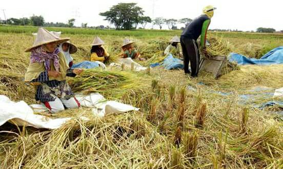 Kementan: Proyeksi Produksi Beras Musim Panen